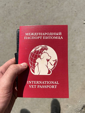 Ивановский десантник ищет дом для собаки из зоны СВО